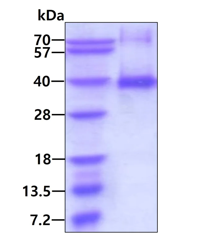SDS-PAGE - Recombinant Human Cyclin G protein (AB116149)