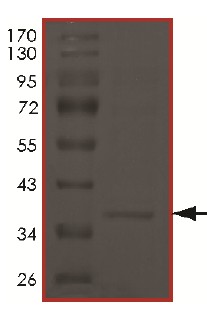 SDS-PAGE - Recombinant Human Cyclin H/p34 protein (AB174062), expandable thumbnail