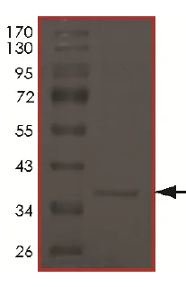 SDS-PAGE - Recombinant Human Cyclin H/p34 protein (AB174062)