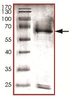 Recombinant Human Cyclin K protein