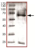 SDS-PAGE - Recombinant Human Cyclin K protein (AB125616)