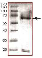 SDS-PAGE - Recombinant Human Cyclin K protein (GST tag N-Terminus) (AB125616)