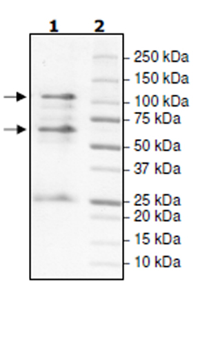 Recombinant human Cyclin T1 + Cdk9 protein (Active)