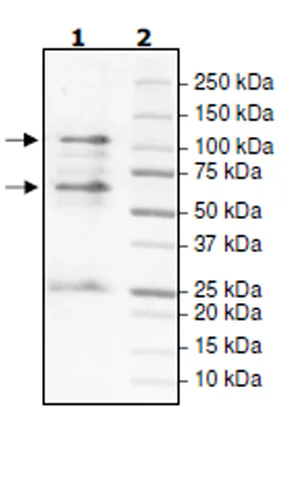 SDS-PAGE - Recombinant human Cyclin T1 + Cdk9 protein (Active) (GST tag N-Terminus) (AB271464)