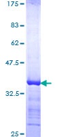 Recombinant Human Cyclin T1 protein