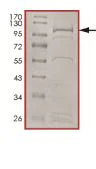 SDS-PAGE - Recombinant Human Cyclin T2/CCNT2 protein (AB207112)