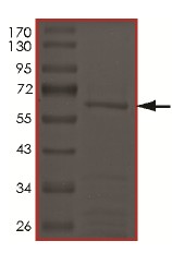 SDS-PAGE - Recombinant Human Cyclin Y protein (Tagged) (AB174060)