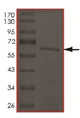 SDS-PAGE - Recombinant Human Cyclin Y protein (Tagged) (AB174060)