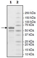 SDS-PAGE - Recombinant Human Cyclophilin 40 protein (GST tag N-Terminus) (AB198461)