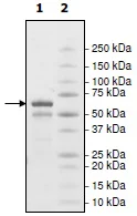 SDS-PAGE - Recombinant Human Cyclophilin 40 protein (GST tag N-Terminus) (AB198461)