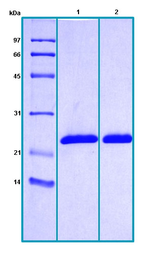 Recombinant Human Cyclophilin B protein