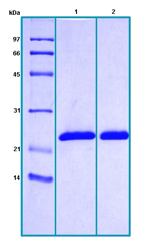 SDS-PAGE - Recombinant Human Cyclophilin B protein (AB188450)
