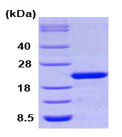 SDS-PAGE - Recombinant human Cyclophilin F protein (AB79186)