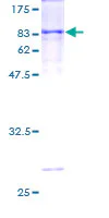 SDS-PAGE - Recombinant Human CYP1A1 protein (GST tag N-Terminus) (AB114339)