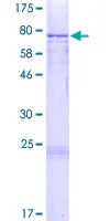 SDS-PAGE - Recombinant Human CYP27A1 protein (GST tag N-Terminus) (AB158258)