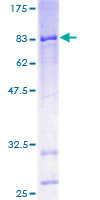 Recombinant Human CYP4X1 protein