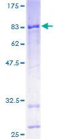 SDS-PAGE - Recombinant Human CYP4X1 protein (GST tag N-Terminus) (AB166094)