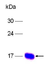SDS-PAGE - Recombinant Human CYR61/CCN1 protein (AB79550)