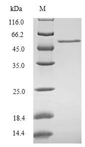 SDS-PAGE - Recombinant Human CYR61/CCN1 protein (His tag) (AB235689)