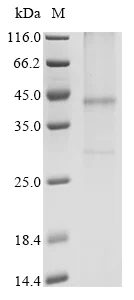 SDS-PAGE - Recombinant Human CysLT1 protein (AB289776)