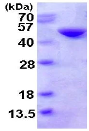 SDS-PAGE - Recombinant Human Cystathionase/CTH protein (His tag N-Terminus) (AB123201)