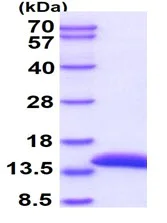 SDS-PAGE - Recombinant Human Cystatin A protein (AB105575)