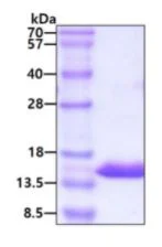SDS-PAGE - Recombinant human Cystatin A protein (Active) (His tag N-Terminus) (AB265857)