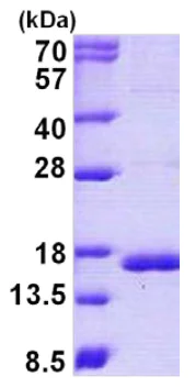 SDS-PAGE - Recombinant human Cystatin C protein (AB140738)