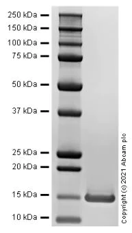 SDS-PAGE - Recombinant Human Cystatin C Protein (Active) (AB283919)