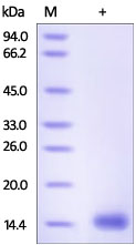SDS-PAGE - Recombinant human Cystatin D protein (AB182715), expandable thumbnail