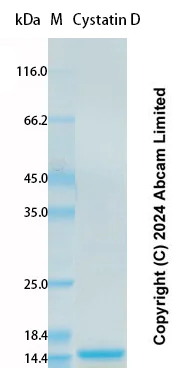 SDS-PAGE - Recombinant Human Cystatin D Protein Standard (AB323014)