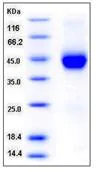 SDS-PAGE - Recombinant Human Cystatin F protein (AB276216)