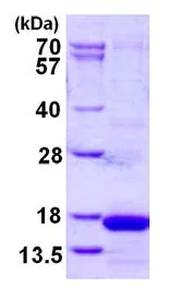 SDS-PAGE - Recombinant Human Cystatin S protein (His tag N-Terminus) (AB126681)