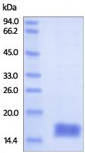 SDS-PAGE - Recombinant human Cystatin SA/CST2 protein (AB180061), expandable thumbnail