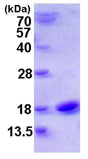 SDS-PAGE - Recombinant Human Cystatin SN/CST1 protein (His tag N-Terminus) (AB116170)