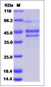 SDS-PAGE - Recombinant Human CYTL1 protein (Fc Chimera) (AB276570), expandable thumbnail