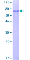 SDS-PAGE - Recombinant Human Cytochrome P450 2B6/CYP2B6 protein (AB114648)