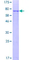 SDS-PAGE - Recombinant Human Cytochrome P450 2B6/CYP2B6 protein (GST tag N-Terminus) (AB114648)