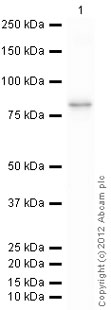 Western blot - Recombinant Human Cytochrome P450 3A4/CYP3A4 protein (GST tag N-Terminus) (AB114327)