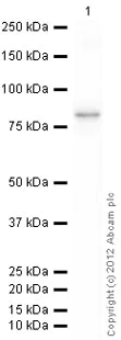 Western blot - Recombinant Human Cytochrome P450 3A4/CYP3A4 protein (GST tag N-Terminus) (AB114327)