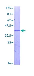 SDS-PAGE - Recombinant Human Cytochrome P450 3A4/CYP3A4 protein (GST tag N-Terminus) (AB114328)