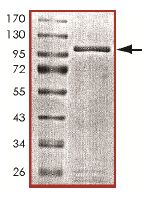 SDS-PAGE - Recombinant Human Cytochrome P450 Reductase protein (AB151823)
