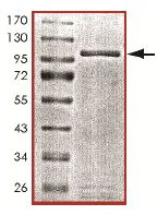 SDS-PAGE - Recombinant Human Cytochrome P450 Reductase protein (GST tag N-Terminus) (AB151823)