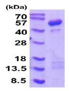 SDS-PAGE - Recombinant Human Cytohesin 1 protein (AB202206)