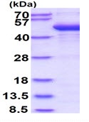 SDS-PAGE - Recombinant Human Cytohesin 2 protein (AB134606)