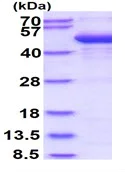 SDS-PAGE - Recombinant Human Cytohesin 2 protein (His tag N-Terminus) (AB134606)
