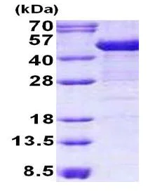 SDS-PAGE - Recombinant Human Cytokeratin 19 protein (denatured) (AB140055)