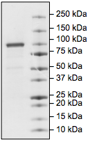 Recombinant human Cytosolic Phospholipase A2 protein