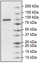 SDS-PAGE - Recombinant human Cytosolic Phospholipase A2 protein (DDDDK tag C-Terminus + His tag C-Terminus) (AB198469)