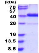 SDS-PAGE - Recombinant human D Amino Acid Oxidase protein (His tag N-Terminus) (AB208461)